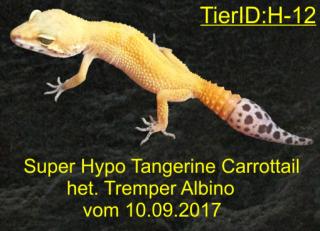 Leopardgecko Weibchen vom 10. 09. 2021