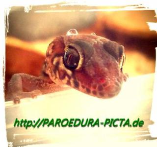 Nachzucht Großkopfgeckos / Paroedura picta