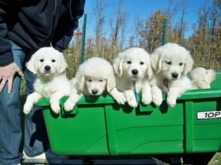 100 gesunde Golden Retriever Welpen für Sie.