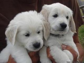 Reine Rasse Pedigree Golden Retriever.