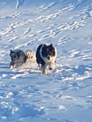 WELPEN Australian Shepherd