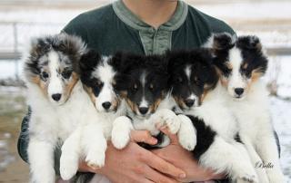 Sheltie Welpen das ganz Besondere - suchen ein neues Heim