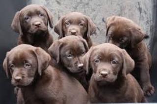 Reinrassige Labrador Welpen in silber und charcoal