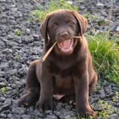 Labrador Welpen mit Papieren