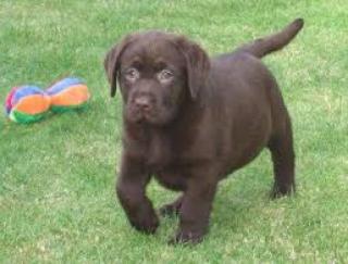 Reinrassige Labrador Welpen suchen ein liebevolles Zuhause