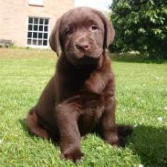 Labrador Retriever, schoko