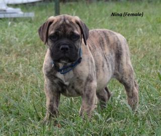 Bullmastiff welpen