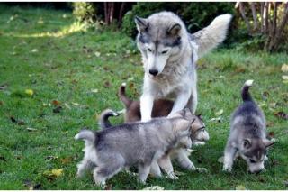 Junge Sibirische Huskywelpen suchen liebevolles Zuhause