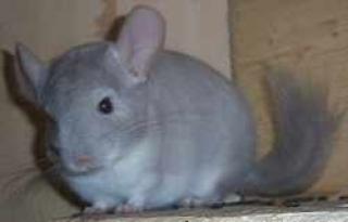 Chinchillas in verschiedenen Farben