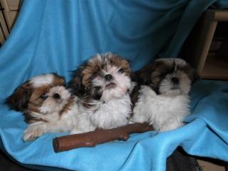 Bezauberndes Shih Tzu Welpen