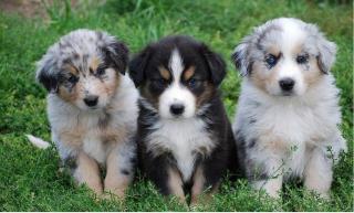 Australian Shepherds Welpenangebot