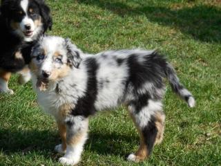 Wunderschöne Australian Shepherd Welpen