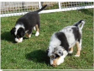 2 traumhafte Australian Shepherd Welpen mit ASCA Registration