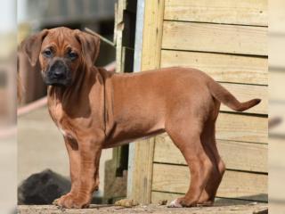 Rhodesian Ridgeback Welpen