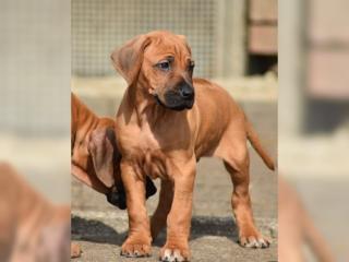 Wunderschöne Rhodesian Ridgeback Welpen