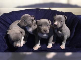 Reinrassige American Pit Bull Welpen