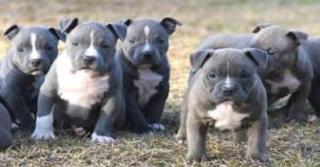 American Pit Bull Terrier, .