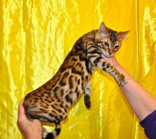 Bengal und savannah Kitten