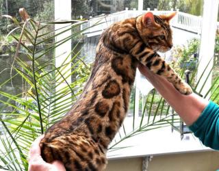 Wunderschöne rossetted Bengal Babies suchen ein neues zu Hause