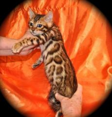 Reinrassige Bengal und savannah Kitten sind auf der Suche nach einem liebevoll