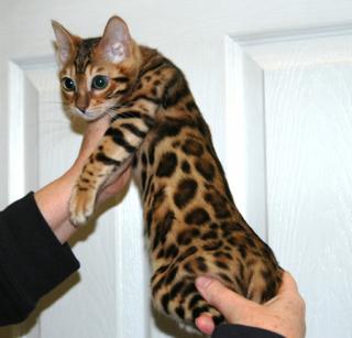 Bengal und savannah Kitten Edle Schmuseleoparden fürs Wohnzimmer