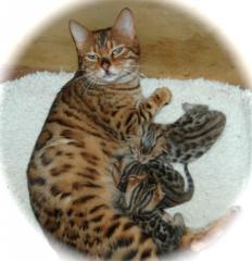 . bengal katzen zum verkaufen 4 savannah Kitten mit Papieren