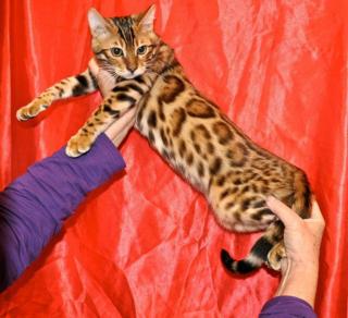 Bengal Kitten - Katzen suchen liebevolles zu Hause