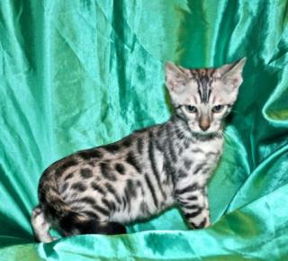 Reinrassige Bengalkitten mit Papieren,