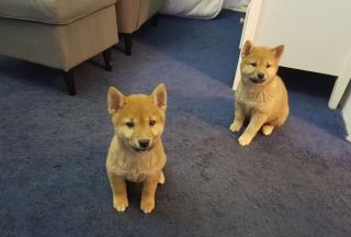 Japanischer Shiba Inu