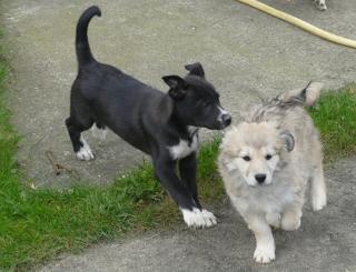 Golden Retriver Husky mix