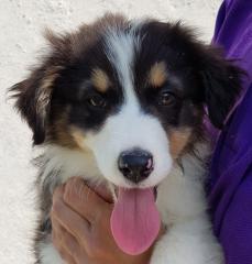 AnimoR Australian Shepherd Italia 5 Welpen