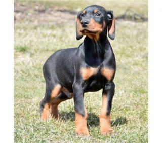 Doberman welpen sind auf der Suche nach einem neuen Zuhause