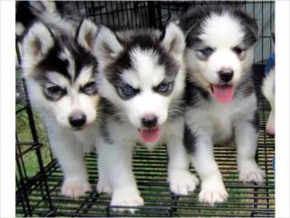 Super süße Husky Babys in seltener Farbe ab sofort abzugeben