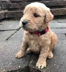 F1 F2 F3 bis F6 Goldendoodle Welpen bereit zu gehen