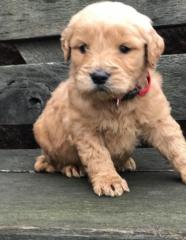 F1 Red Goldendoodles