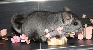 Chinchillas - viele Babys zur Auswahl