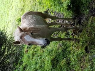 Verkaufen Top Haflinger Hengstfohlen