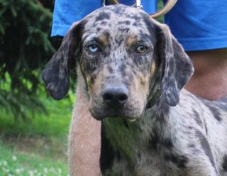 Leopardenhund Louisianas - Catahoula