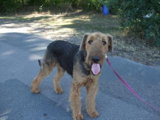 Airedale-Terrier-Rüde 10 Monate