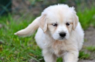 Golden Retriever Welpen mit Stammbaum und OP-/Krankenversicherung