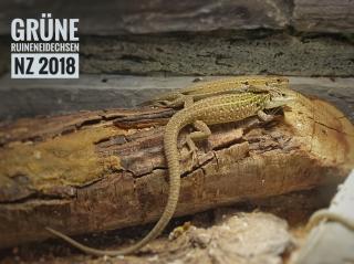 Grüne Ruineneidechse, Podarcis siculus campestris, NZ 2021 abzugeben