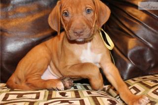 Süsse Rhodesian Ridgeback Welpen/whatsapp 380632191267