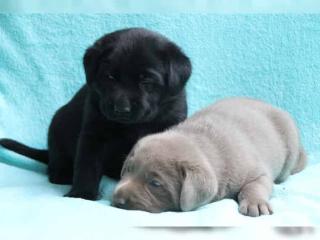 Wunderschöne Labrador Welpen mit Papiere