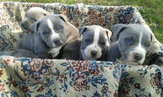 American Pit Bull Welpen in Blau, Blau-tan mit Papiere