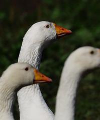 Emdener Gänse aus nachzucht zu Verkaufen