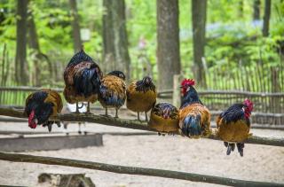 Vorwerkhühner Hennen Hähne aus Rassezucht abzugeben