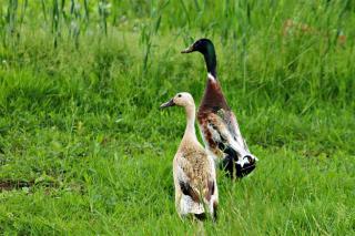 Indische Laufenten Abzugeben aus Naturbrut