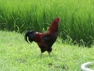 Sperber, Marans, Grünleger, Arucana, Königsberger, Rhodeländer Sussex, Sperber H