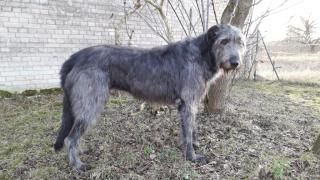 Irish Wolfhound Welpen