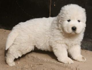 Maremmano Abruzzese Herdenschutzhund